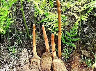 天麻常見(jiàn)倉(cāng)儲(chǔ)問(wèn)題及養(yǎng)護(hù)方法